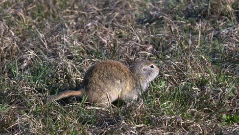 Adorable-little-gopher-on-sunny-dry-spring-prairie-eats-tall-grass