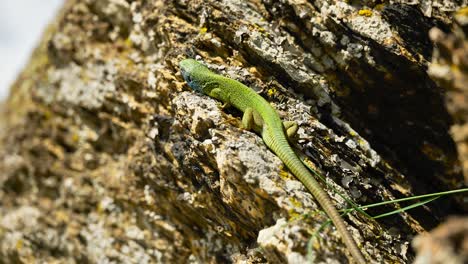 Un-Lagarto-Vibrante-Toma-El-Sol-Sobre-Una-Superficie-Rocosa,-Sus-Coloridas-Escamas-Brillan-Bajo-La-Luz-Del-Sol