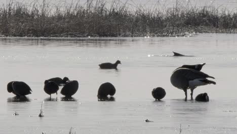 Canadian-Goose-and-American-Coots-silhouette-in-icy-spring-pond-water