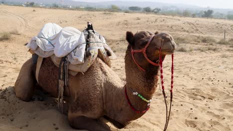 Camello-Mascota-Con-Carro-Tradicional-Sentado-En-El-Desierto-Durante-El-Día-Desde-Un-ángulo-Diferente