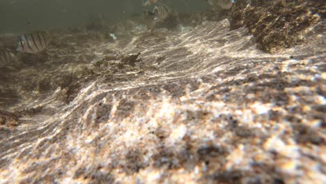 Sträflings-Doktorfische-Auf-Kauai,-Hawaii,-Schnorcheln-Am-Anini-Beach,-Fischschwarm-Kauai
