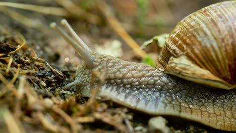 Un-Caracol-Hace-Su-Lento-Viaje-Por-El-Bosque,-Deslizándose-Con-Gracia-Sobre-Hojas-Y-Ramitas