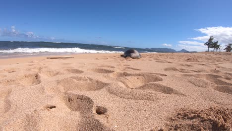 Foca-Monje-Hawaiana,-Vida-Silvestre-De-Kauai,-Foca-Monje-Islas-Del-Pacífico