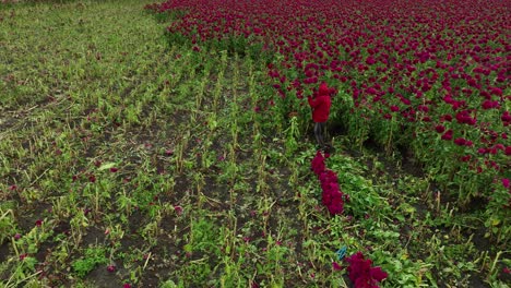 Drohnenvideo-Von-Samtblumenkulturen-Und-Einem-Einzelnen-Landwirt,-Der-Die-Ganzen-Pflanzen-Erntet