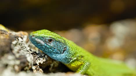 A-vibrant-lizard-basks-in-the-sun-on-a-rocky-surface,-its-colorful-scales-glinting-in-the-sunlight