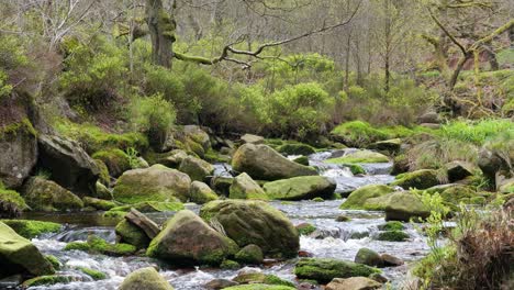 Cascada-De-Arroyo-Forestal-De-Movimiento-Lento,-Escena-De-Serenidad-De-La-Naturaleza-Con-Una-Tranquila-Piscina-Debajo,-Exuberante-Vegetación-Y-Piedras-Cubiertas-De-Musgo,-Sensación-De-Tranquilidad-Y-Belleza-Intacta-De-La-Naturaleza-En-El-Ecosistema-Forestal