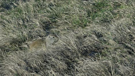 Small-tawny-ground-squirrel,-gopher-hides-in-tall-dry-prairie-grass