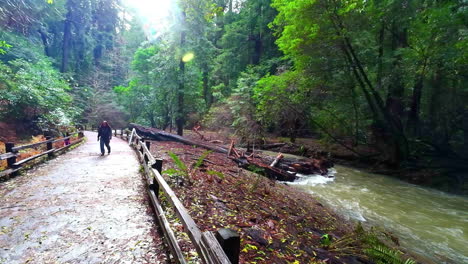 Walkway-next-to-a-stream-running-through-Redwood