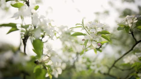 Una-Rama-Floreciente-De-Manzano-En-Primavera