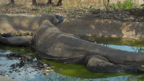 Komodowaran-Ruht-In-Einem-Kleinen-Betonteich