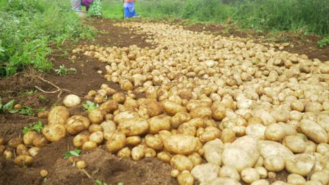 Closeup-of-freshly-harvested-potatoes-in-the-farm-field