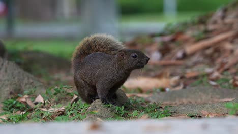 Una-Curiosa-Ardilla-De-Pallas-Vista-En-El-Suelo,-Mirando-A-La-Cámara,-Luego-Se-Aleja-Rápidamente-Cuando-Es-Alertada-Por-Su-Entorno-En-El-Parque-Forestal-De-Daan-En-Taipei,-Taiwán,-Primer-Plano