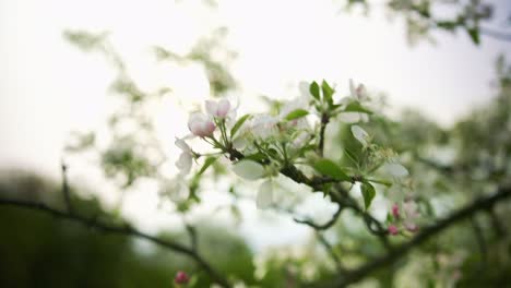 Frühling-Apfelblüte-Nahaufnahme