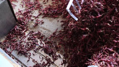 Toma-En-Primera-Persona-De-Un-Hombre-Apilando-Estos-Chiles-Rojos-Pagados-A-Un-Lado