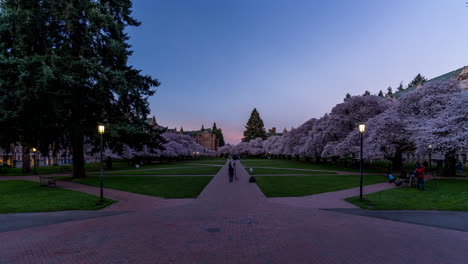 Zeitraffervideo-Von-Blühenden-Kirschbäumen-An-Der-Universität-Von-Washington,-Sonnenaufgang-Im-Frühling