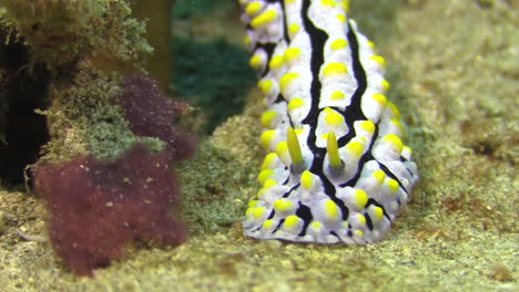 Warty-nudibranch-called-phyllidia-varicosa-moves-slowly-over-a-coral-structure-and-descends-into-sandy-seabed