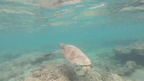 Anini-Beach-Kauai-Hawaii-Tortuga-Marina-Nadando-En-El-Océano,-Vida-Silvestre-De-Kauai,-Tortuga-Marina-En-Hawaii