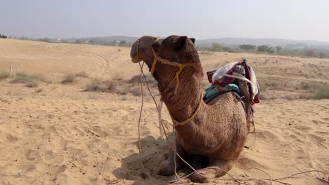 Haustierkamel-Mit-Traditionellem-Sitzwagen-In-Der-Wüste-Am-Tag-Aus-Verschiedenen-Winkeln.-Das-Video-Wurde-In-Rajasthan,-Indien,-Aufgenommen