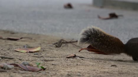 Cute-ittle-Pallas's-squirrel-spotted-on-the-ground-in-the-urban-area,-slowly-hop-away-when-alerted-by-its-surroundings-at-Daan-Forest-Park-in-Taipei,-Taiwan,-close-up-shot