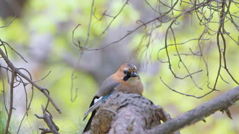 Young-Juvenile-Eurasian-Jay--Perched-on-Pine-tree