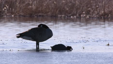 Amusing-Coot-sneaks-past-napping-goose-on-partly-frozen-spring-pond