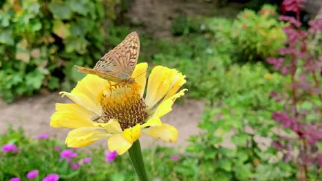 Mariposa-Cardenal-Alimentándose-De-Una-Flor-De-Zinnia-Amarilla