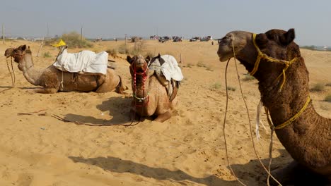 Camello-Mascota-Con-Carro-Tradicional-Sentado-En-El-Desierto-Durante-El-Día-Desde-Diferentes-ángulos,-El-Video-Se-Toma-En-Rajasthan,-India