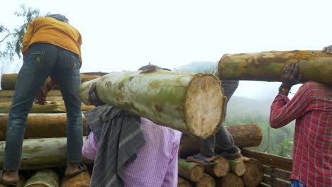 Indian-labourers-carrying-wooden-logs-onto-truck,-Wood-harvest-process