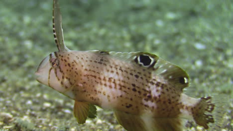 Subadult-Peacock-razorfish-hovering-over-sandy-seabed