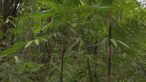 Bosque-Tropical-De-Bambú-Tupido-Y-Denso-En-Asia
