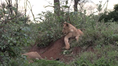 Lion-cubs-lie-on-a-small-hill-covered-by-vegetation-in-a-game-reserve