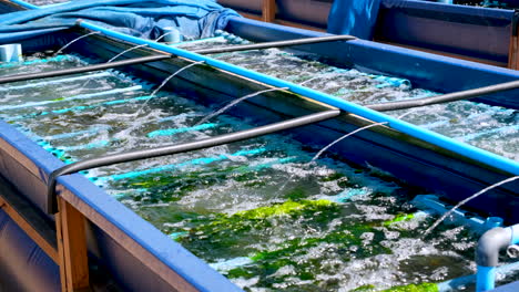 Bubbling-aerated-tanks-with-visible-green-seaweed-on-abalone-farm,-aquaculture