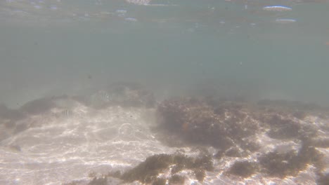 Kauai-Hawaii-Fischrassen,-Sträflings-Doktorfisch,-Starke-Strömung-Am-Korallenriff-Am-Anini-Beach