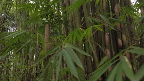 Aufnahme-Des-Wunderschönen-Tropischen-Bambuswaldes-In-Indonesien