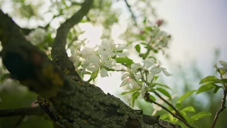 Vibrantes-Flores-De-Manzana-En-El-Jardín
