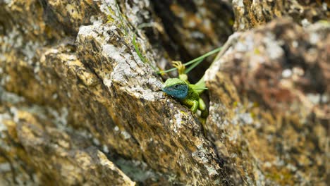 Un-Lagarto-Vibrante-Toma-El-Sol-Sobre-Una-Superficie-Rocosa,-Sus-Coloridas-Escamas-Brillan-Bajo-La-Luz-Del-Sol