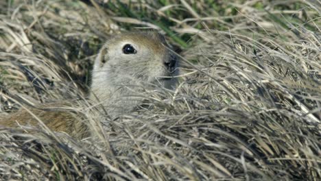 Close-up-cute-Prairie-Dog-gopher-pops-head-up-over-tuft-of-dry-grass