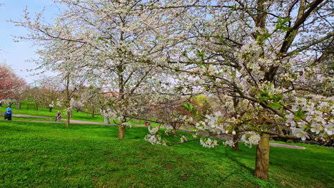 Slow-motion-shot-of-beautiful-cherry-blooming-in-a-park-on-a-spring-day-with-locals-walking-along-the-pathway-in-the-background