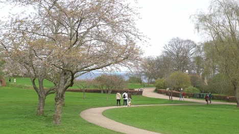 Fully-blossomed-sakura-trees-at-an-urban-park