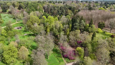 Schwenken-Drohne-Luftaufnahmen-Bäume-Virginia-Wasser-Windsor-Great-Park-Surrey-Großbritannien
