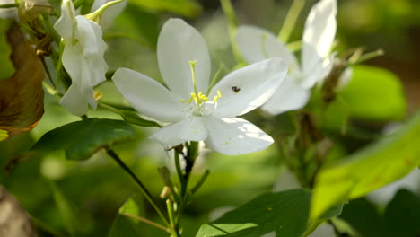 Bauhinia-Acuminata-Pflanze-Mit-Weißen-Blüten-Und-Kleinen-Bienen-Im-Flug
