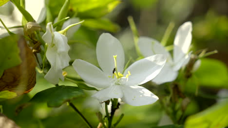 Planta-Bauhinia-Acuminata-Con-Flores-Blancas-Y-Una-Pequeña-Abeja-Volando