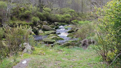 Langsam-Fließender-Waldbach-Wasserfall,-Ruhige-Szene-Der-Natur-Mit-Ruhigem-Teich-Darunter,-üppiges-Grün-Und-Moosbedeckte-Steine,-Gefühl-Der-Ruhe-Und-Unberührte-Schönheit-Der-Natur-Im-Waldökosystem