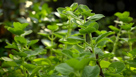 A-closeup-footage-of-Mexican-mint-plants-growing-in-the-garden-in-daylight,-Herb-Ajwain-close-up-view