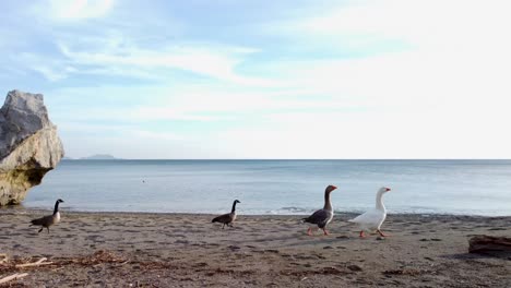 Kanadische-Gänse-Ziehen-Zu-Warmen-Sandstränden---Spaziergang-Vor-Dem-„Stein-Der-Liebenden“---Natürliche-Skulptur-Eines-Herzförmigen-Felsbrockens-Am-Strand-Von-Preveli:-Insel-Kreta,-Griechenland---Südküste