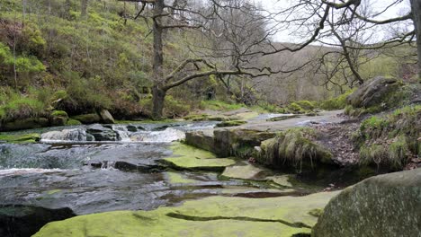 Slow-moving-forest-stream-waterfall,-nature's-serenity-scene-with-tranquil-pool-below,-lush-greenery-and-moss-covered-stones,-sense-of-peacefulness-and-untouched-beauty-of-nature-in-forest-ecosystem