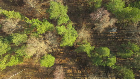 Top-down-aerial-view-of-a-forest-with-a-mix-of-green-and-bare-trees,-hinting-at-seasonal-change
