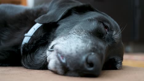 Una-Vista-Cercana-De-Un-Perro-Negro-Mayor-Durmiendo-Mientras-Yace-En-El-Piso-De-Una-Casa