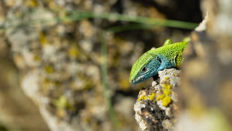 Un-Lagarto-Vibrante-Toma-El-Sol-Sobre-Una-Superficie-Rocosa,-Sus-Coloridas-Escamas-Brillan-Bajo-La-Luz-Del-Sol