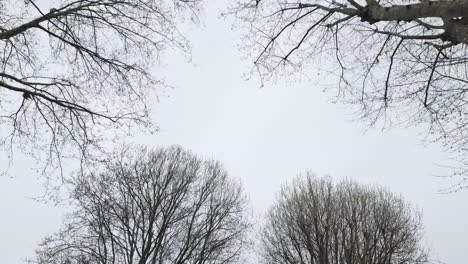 POV-Looking-Up-At-Barren-Tree-Branches-Against-Overcast-Cloudy-Sky